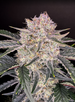 Preview: Samen 3+1 Strawberry Gorilla Automatik Fast Buds